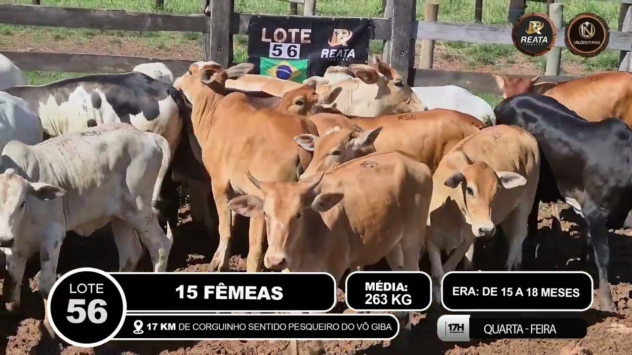 LOTE 56 - 15 FÊMEAS