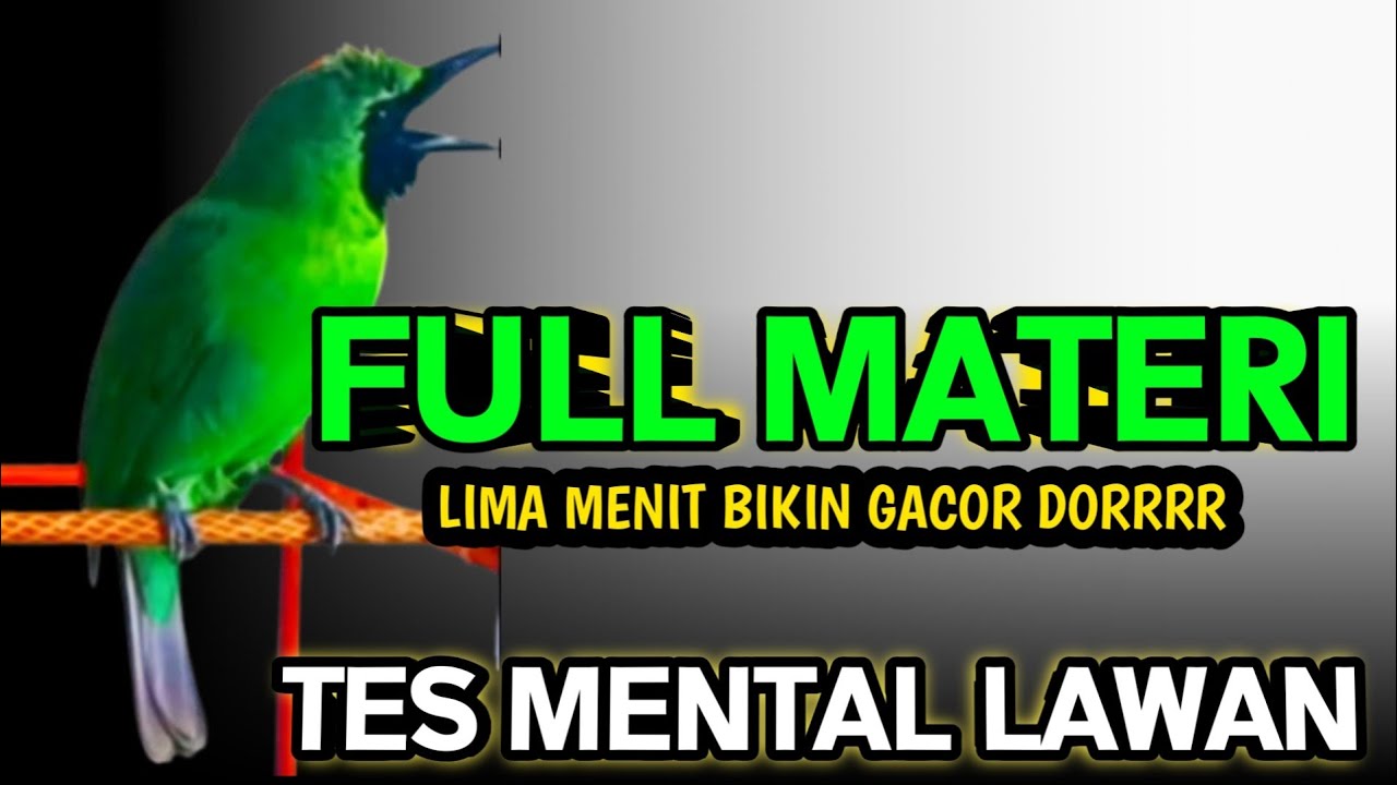 Pancingan Handal Cucak Ijo Gacor! Jitu Dalam Membuat Ijo Lain Cepat Naik Emosi Langsung Jamtro Emosi