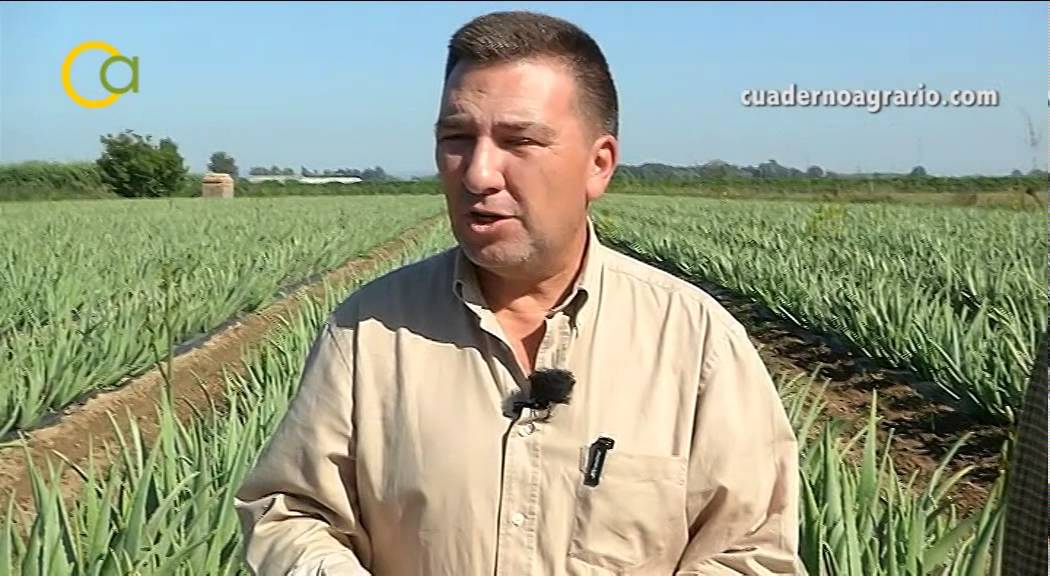Cómo se prepara el aloe vera