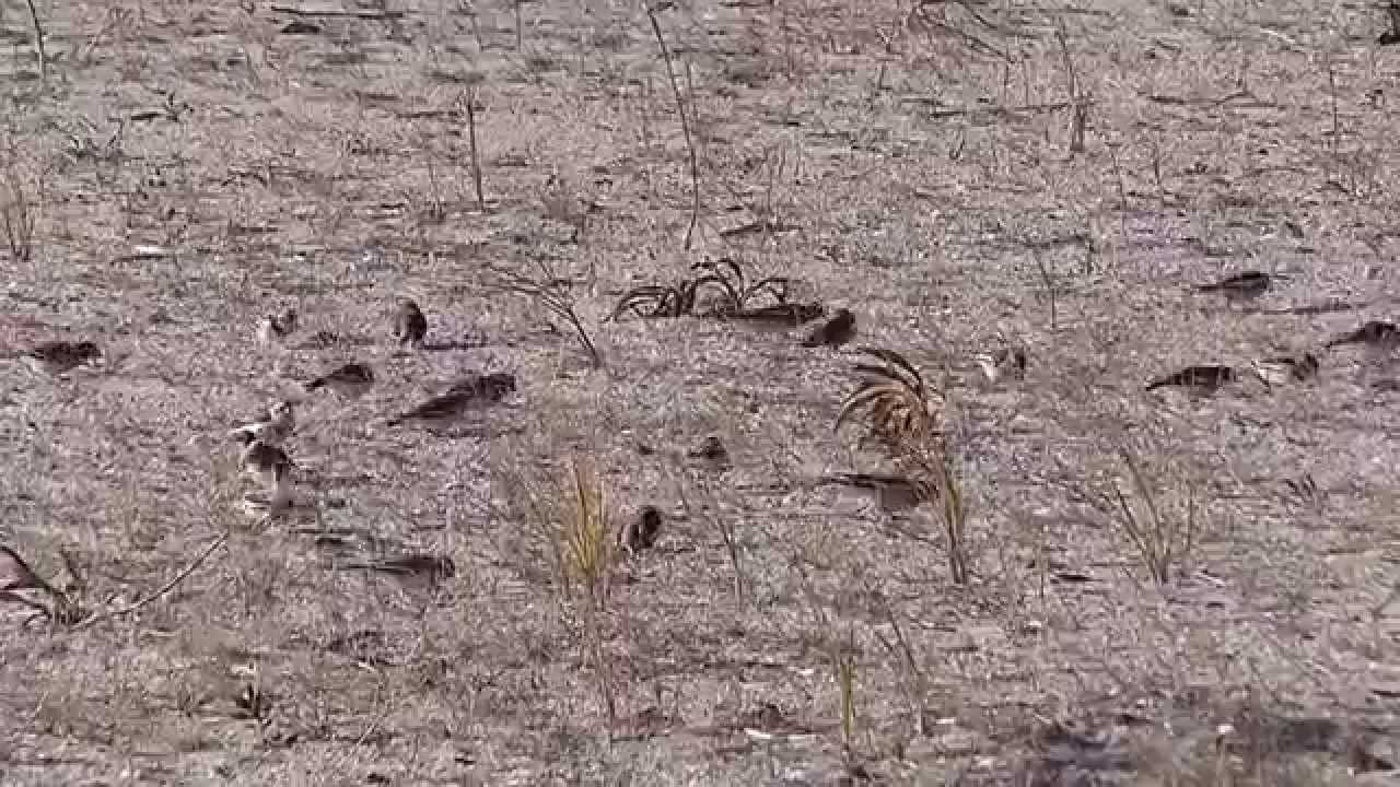 Snow Bunting flock