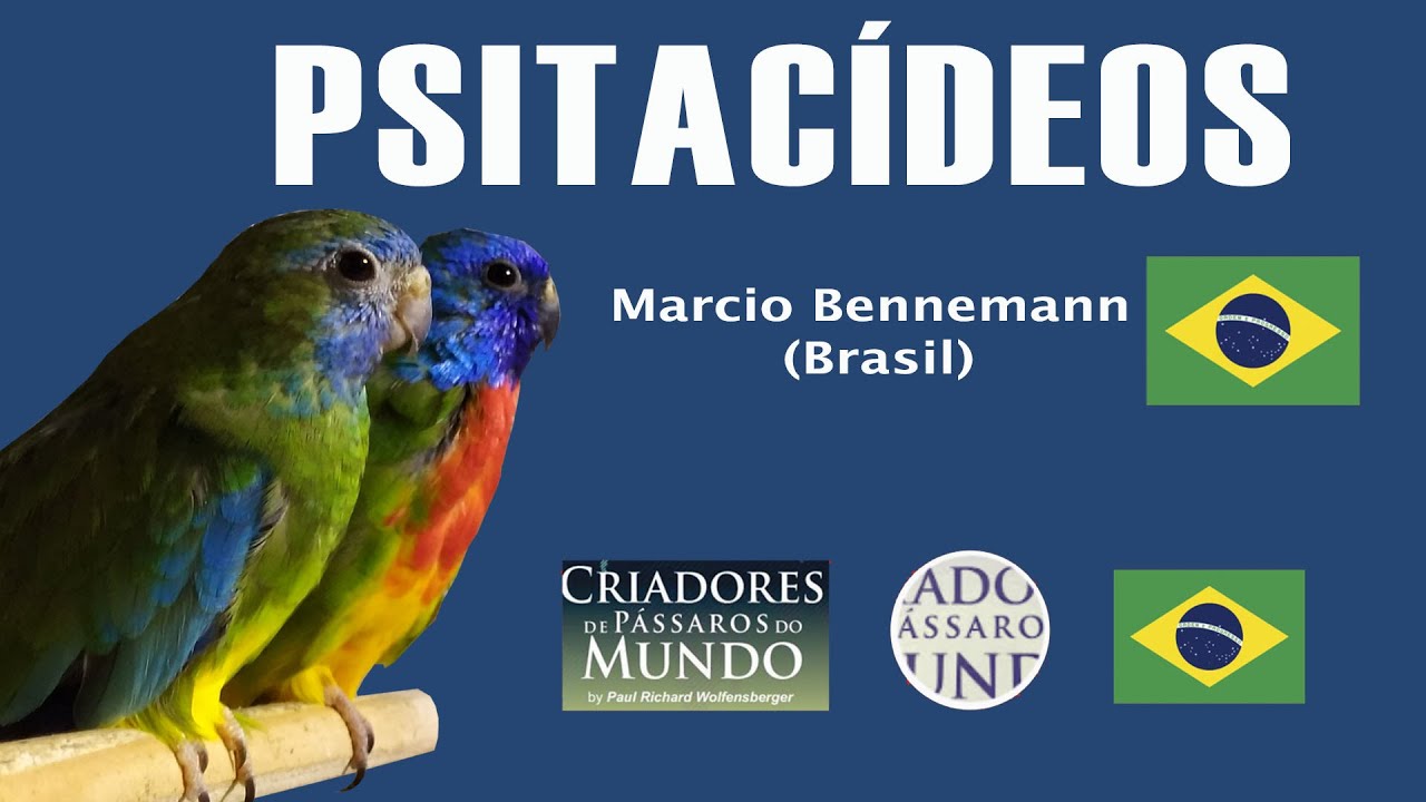 Criadouro Bennemann - Psitacídeos