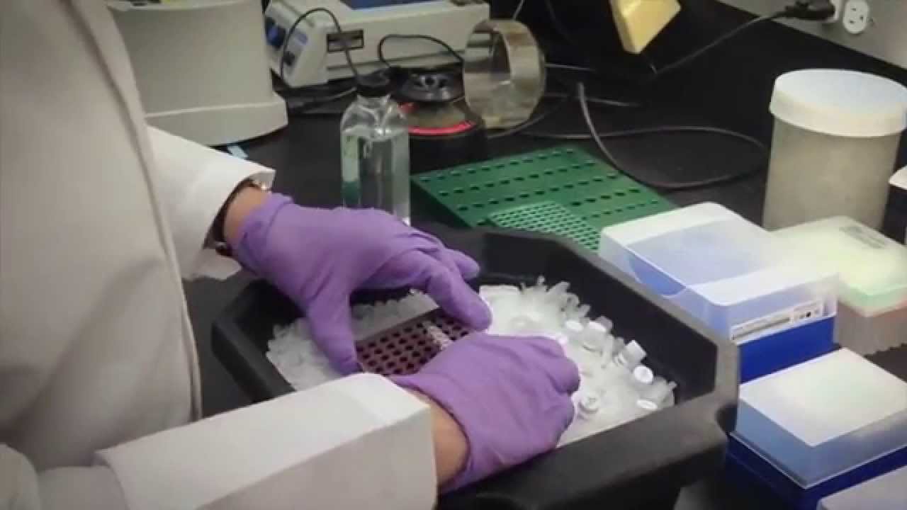 Why Choose Q5 High-fidelity Polymerase?