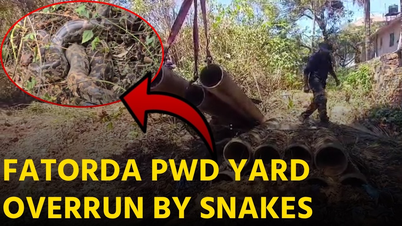 One Python Found as Overgrown PWD Storage Yard Worries Locals || GOA365 TV