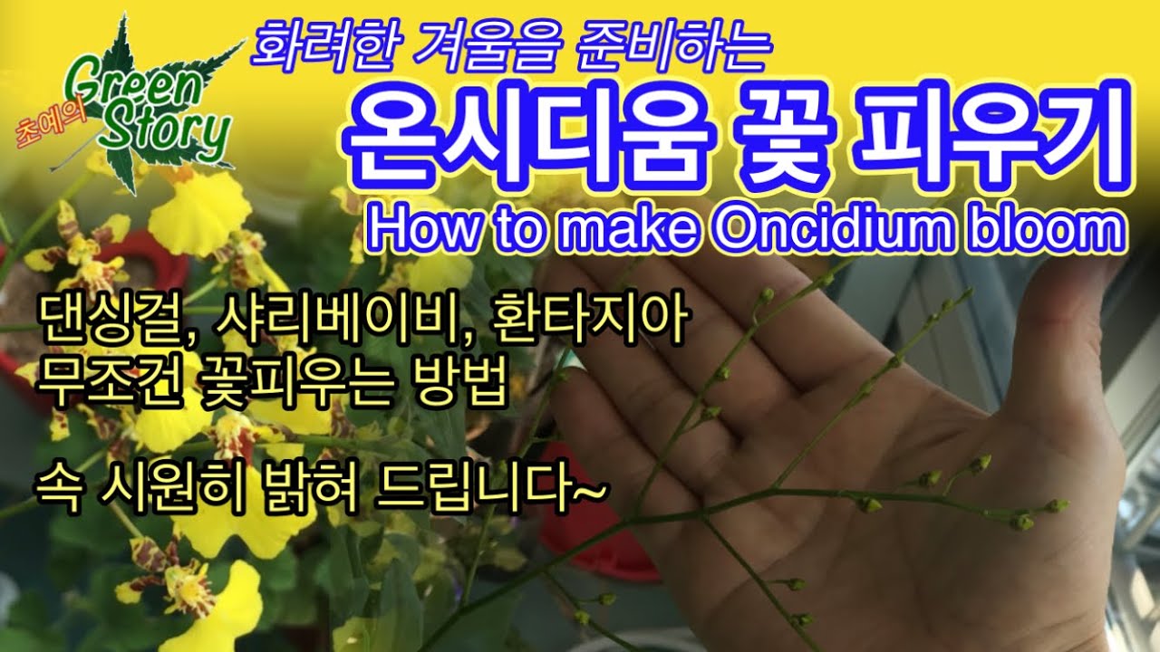 온시디움 꽃피우는 방법, 온시디움 댄싱걸, 샤리베이비, 환타지아 꽃피우는 방법