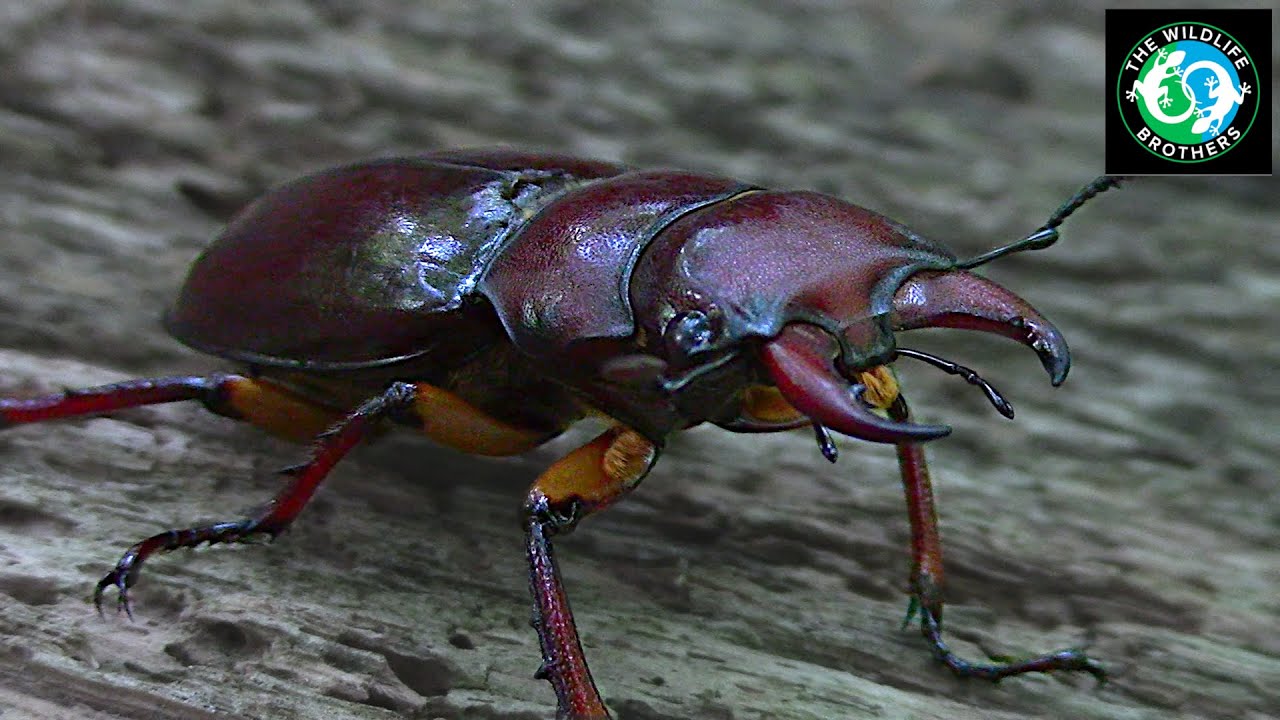 How Much Do You Know About Stag Beetles?