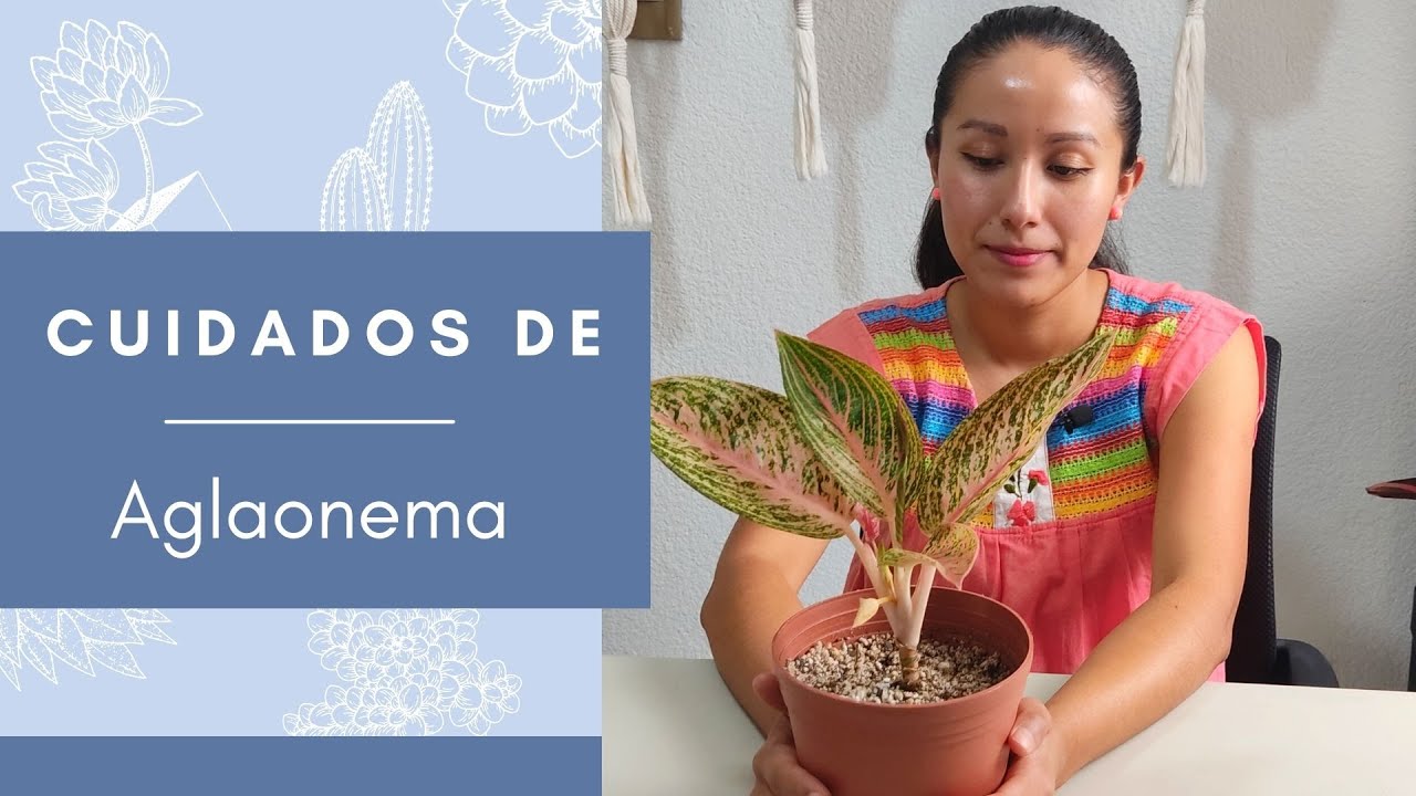 Cuidados de Aglaonema