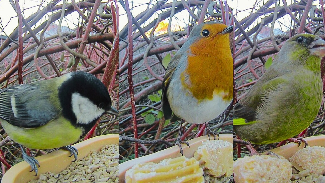 Common UK Garden Birds at Feeder: Goldfinch, Greenfinch, Great Tit, Blue Tit & Robin