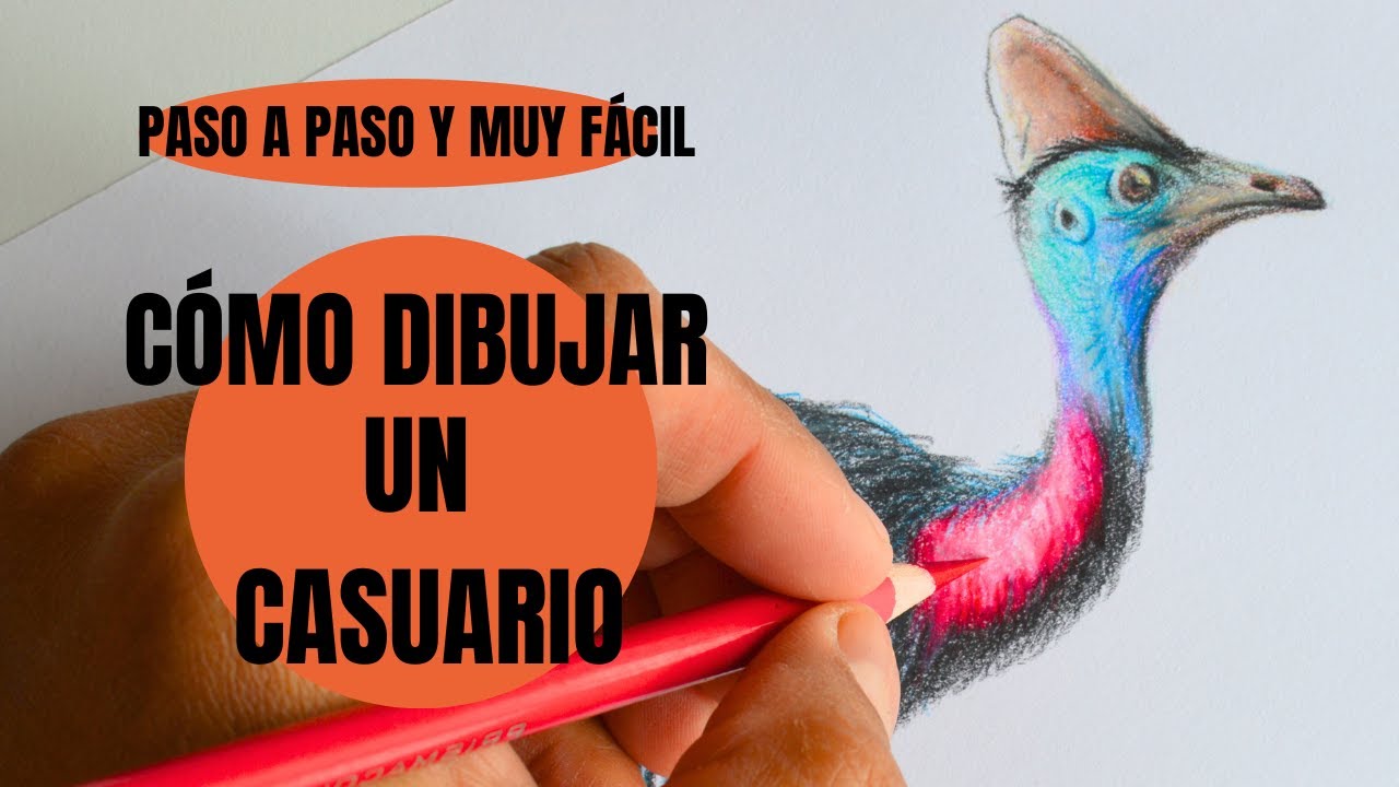 Como dibujar un Casuario a color paso a paso ¡muy fácil! ✍👀 😉