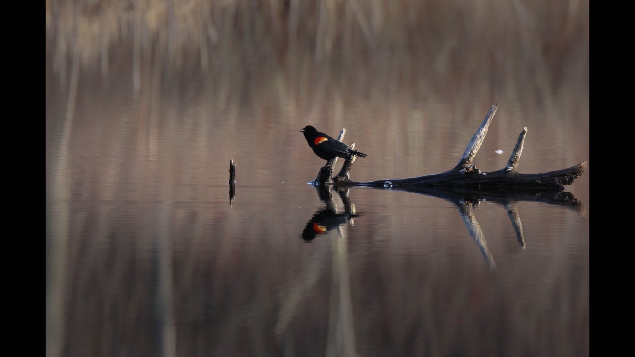 Serenity Reflections Red winged Blackbirds