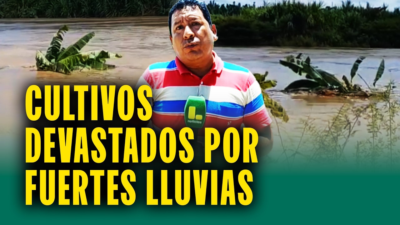 Temen desborde de río Tumbes por fuertes lluvias: Cultivos de plátano son arrasados por la corriente