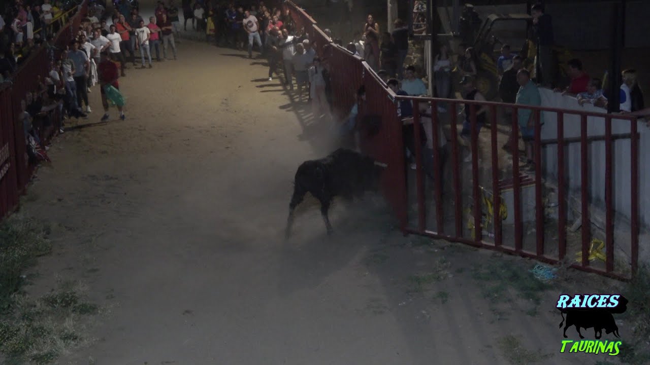 1º ENCIERRO URBANO- VADILLO DE LA GUAREÑA (ZA)- VIERNES 13/06/25