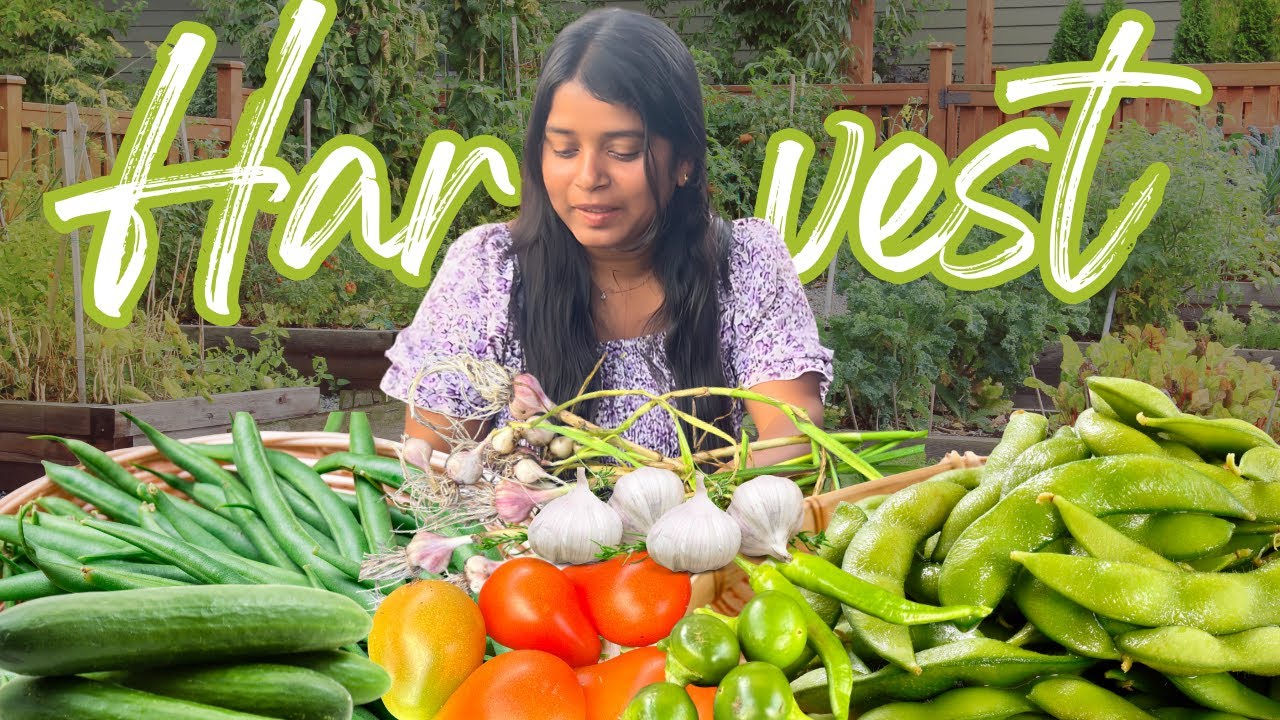 First big harvest..| Romba happy... | unexpected yield #trendingvideo