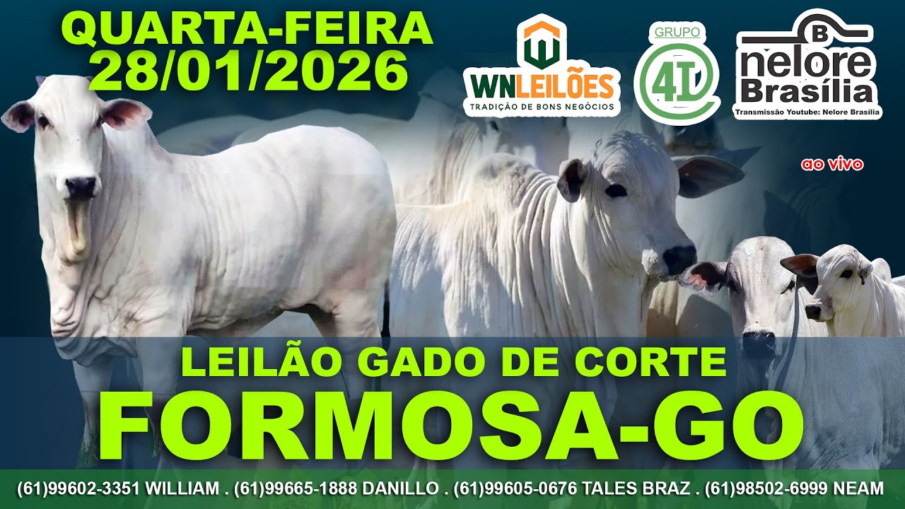 Leilão Gado de Corte, Formosa-GO, 28/01, (61)99602-3351 (61)99665-1888 (61)98502-6999 (61)996050676