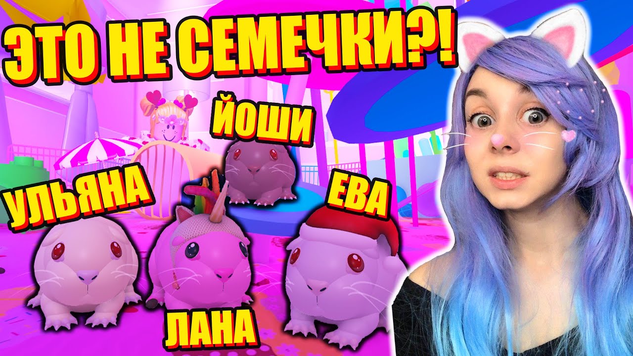 У ЙОШИ БЕШЕНСТВО?!  Roblox Guinea Pig Simulator