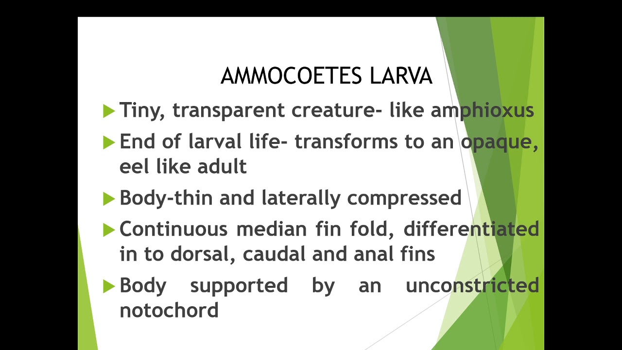 Ammocoetus larva