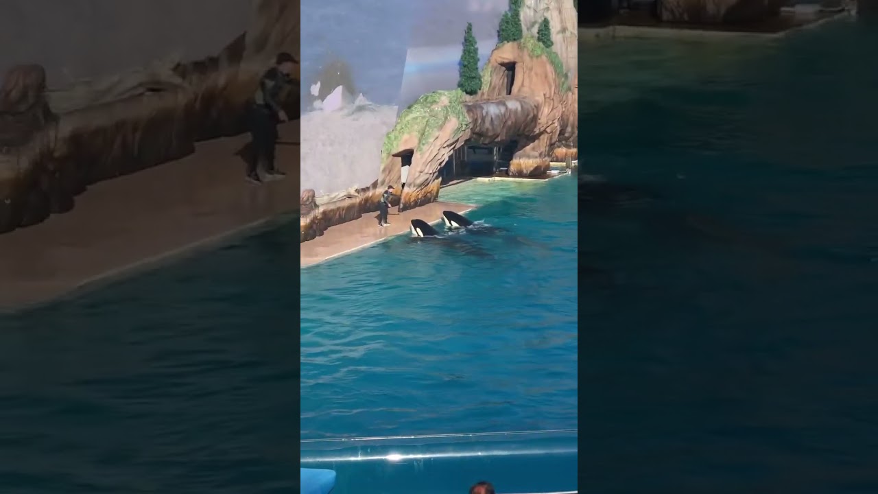 killer whale performing in century #kiler #whale #whales #oceanlife #video #shorts #viral #videos