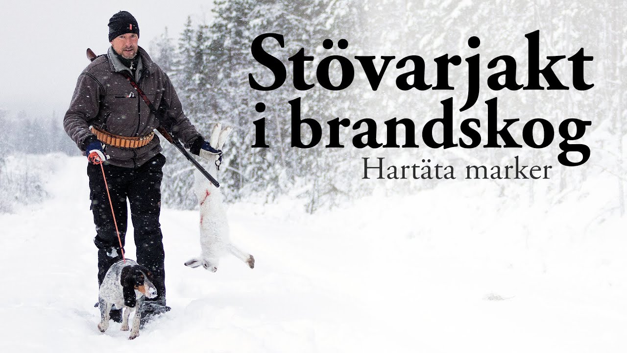 Jaktresan: Stövarjakt i brandskog - Hartäta marker