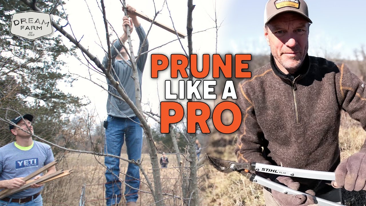 Pros Teach me How to Prune and Fertilize Apple Trees | Dream Farm w/ Bill Winke
