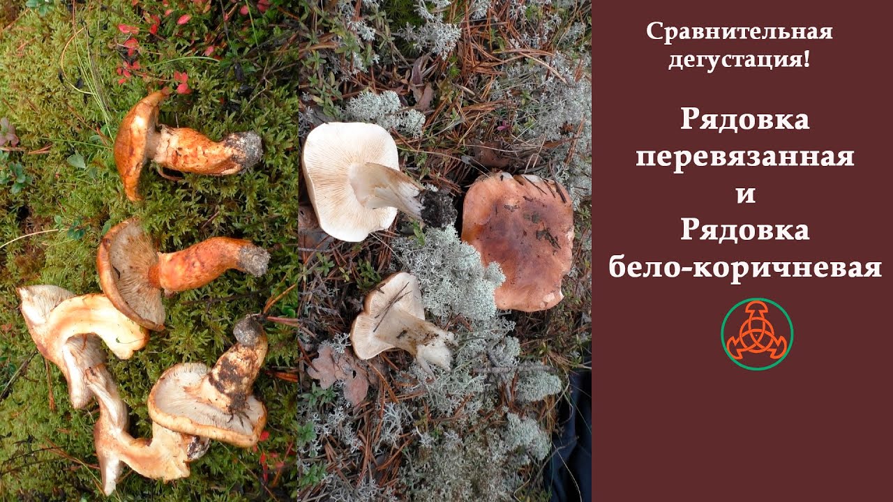 Сравнительная дегустация! Рядовка перевязанная и Рядовка бело-коричневая. 