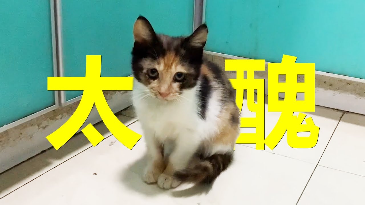 領養人反悔了，嫌小流浪貓太醜，不要了！