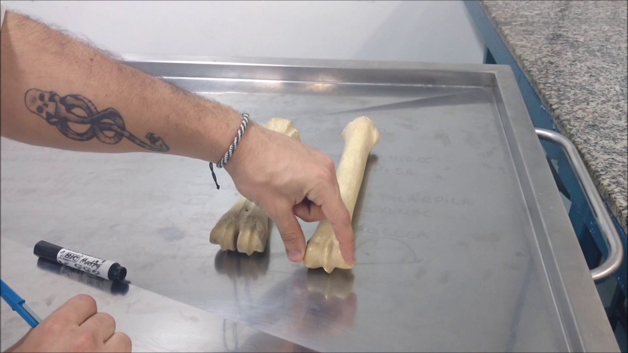 Anatomia animal: Metacarpo e Metatarso