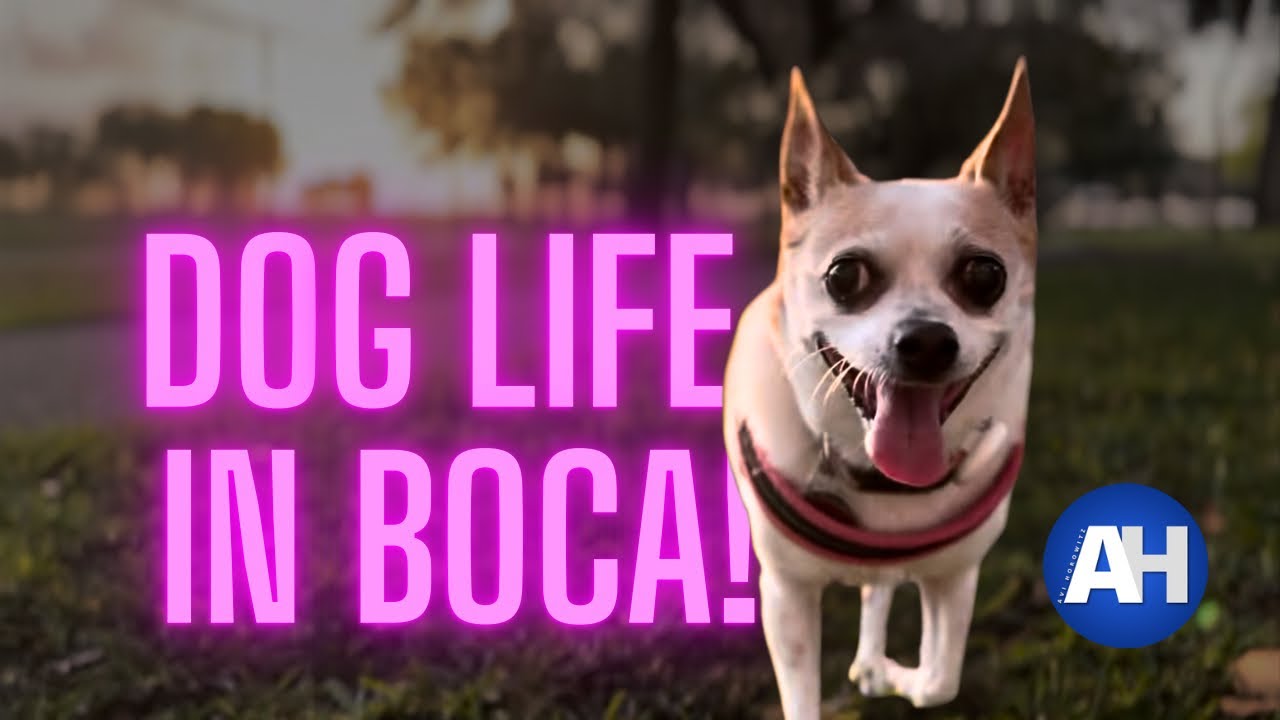 Dogs Go Wild At Boca's Hidden Beaches!