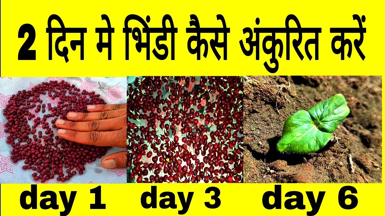 भिंडी को अंकुरित करने का आसान तरीका || bhindi ki kheti || #bhindi #homegarden #okra