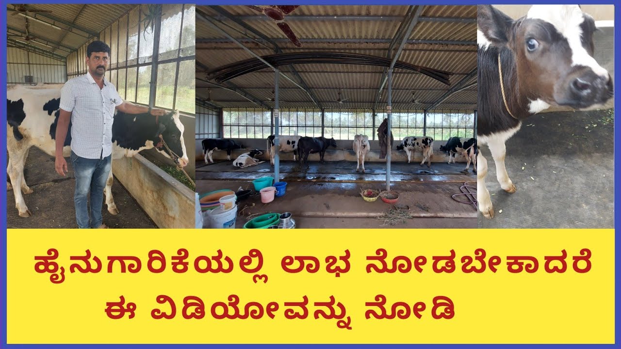 ಹೈನುಗಾರಿಕೆಯಲ್ಲಿ ಲಾಭ ನೋಡಬೇಕಾ, ಹಾಗಾದರೆ ಇವರ ರೀತಿಯ ಹೈನುಗಾರಿಕೆಯನ್ನು ಮಾಡಿ.ವ್ಯವಸ್ಥಿತವಾಗಿ ಜೀವನವನ್ನು ಸಾಗಿಸಿ.