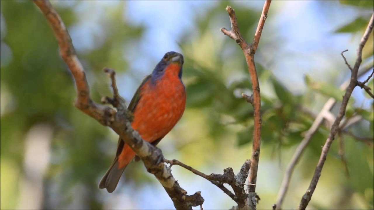 Painted bunting singing his heart out.