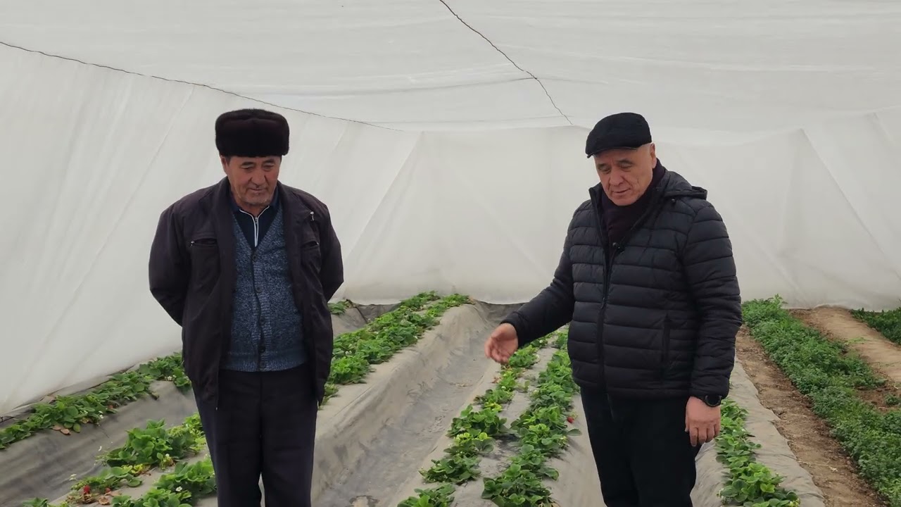 Qamashi tumanida kichik issiqxonada QULUPNAY ilk bor yetishtirildi. 