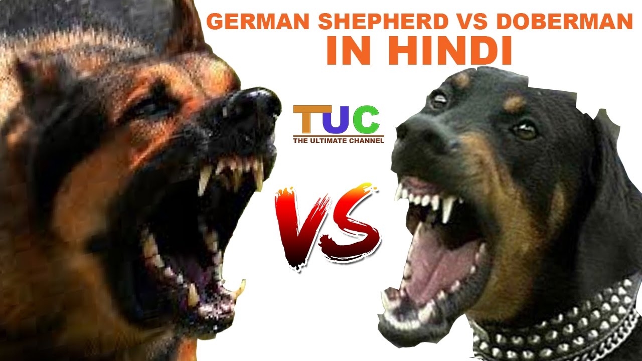 German Shepherd Vs Doberman In Hindi | Dog Comparison | The Ultimate Channel