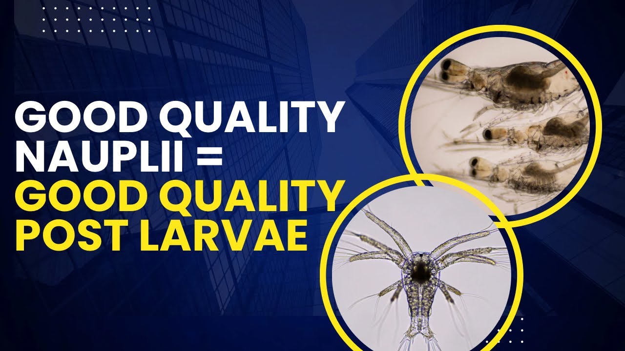 Пошаговое руководство по получению науплий премиум качества