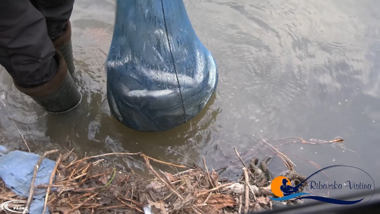 🎣 10 КИЛА БОЈНИК ЗА 1 ЧАС &ndash; Сѐ СНИМЕНО ВО ЖИВО! | Рибарска Вистина #RibarskaVistina #Бојник #skobal