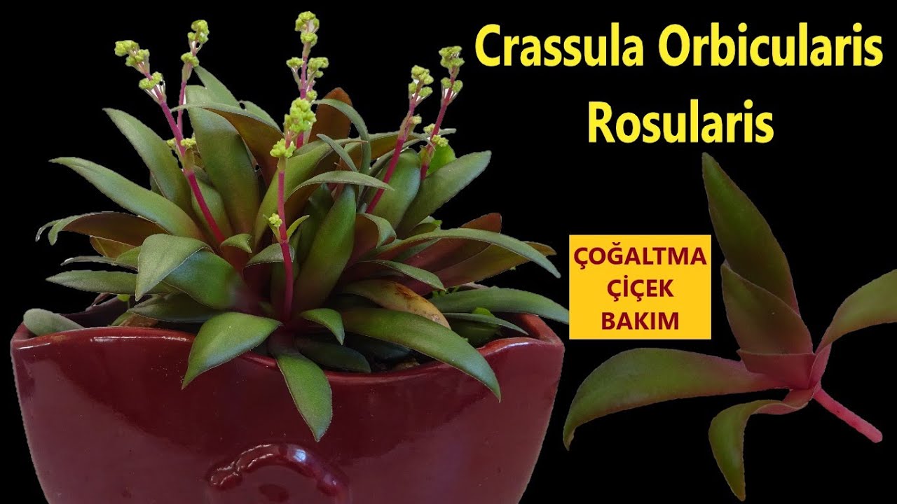 CRASSULA ORBİCULARİS ROSULARİS -Soğuğa Dayanıklı mı? Çift Çenekli Sukulent Çoğaltma Bakım Çiçeklenme