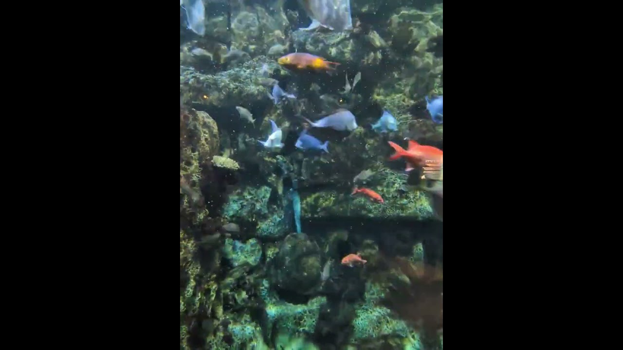 4K Tropical Coral Reef Aquarium 🐠 Soothing Water Sounds for Study, Sleep & Relaxation