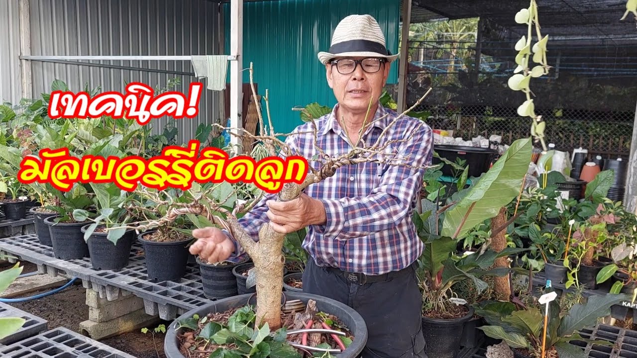 👍💥เทคนิคการทำให้มัลเบอร์รี่ติดลูกใครๆก็ทำได้