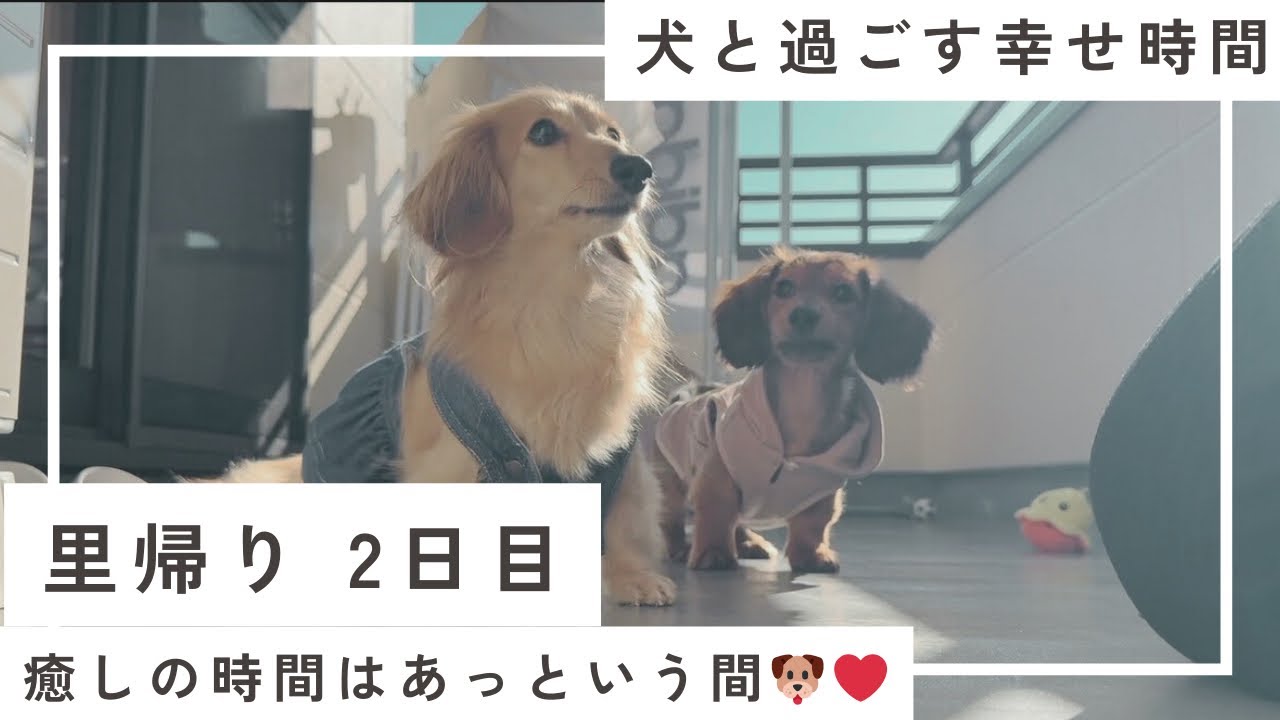 【里帰り2日目】犬と過ごす、何気ない休日Vlog🐶（短め動画）