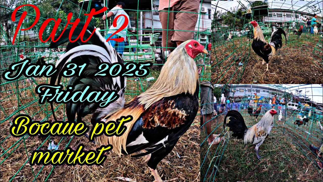 Part 2 Jan 31 2025 Friday , Bocaue pet market .