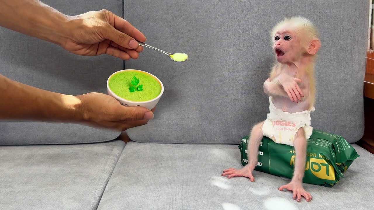 How did I teach the newborn monkey Xuka how to eat baby food? #day5