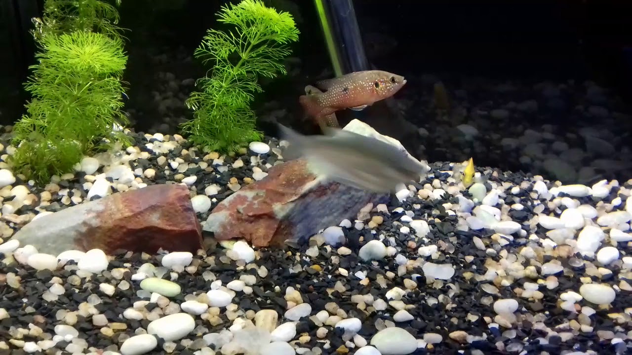 Peixes com Ictio, peixe doente com manchas branca (ciclideos)