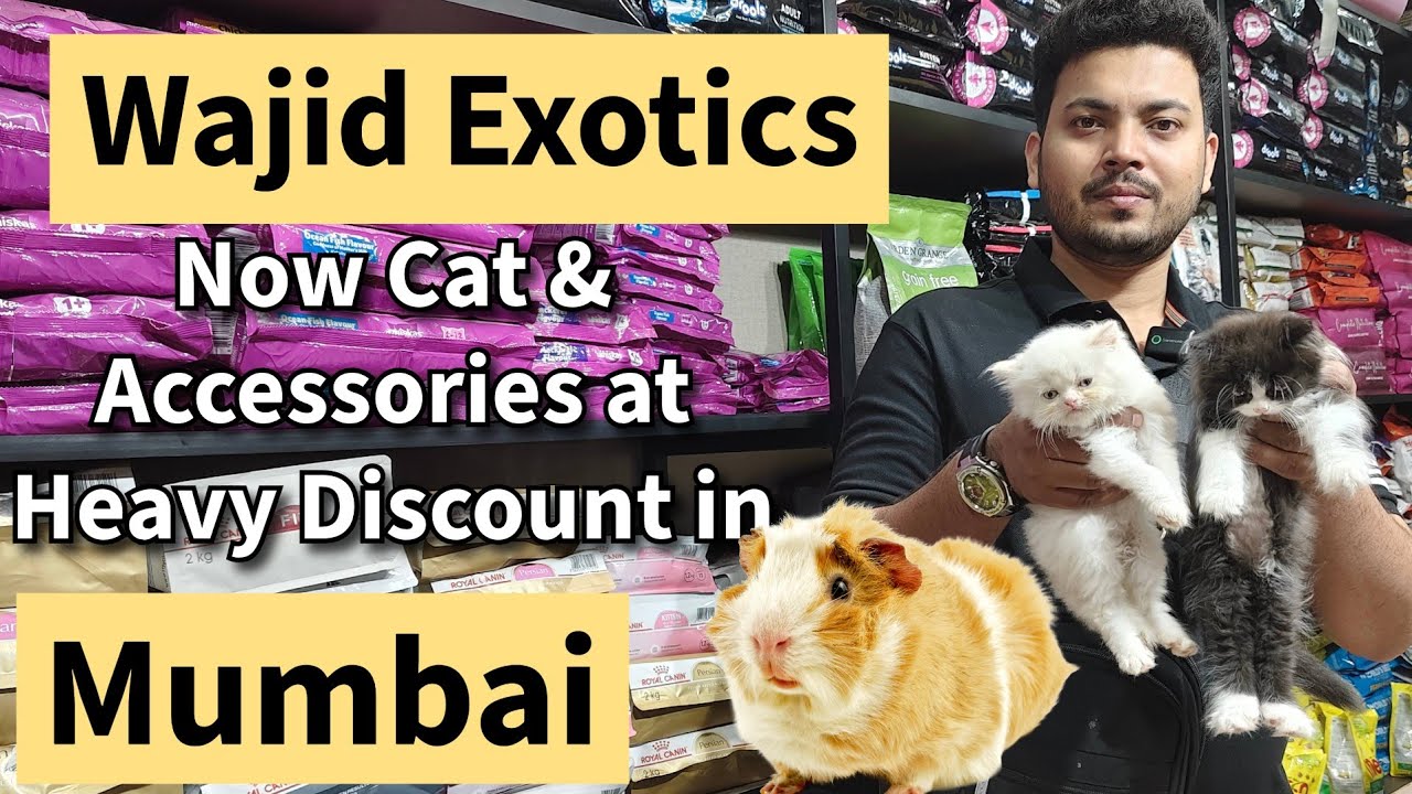Persian Cat and Accessories at Cheapest Rate in Mumbai | Guinea Pig at Wajid Exotics Jogeshwari