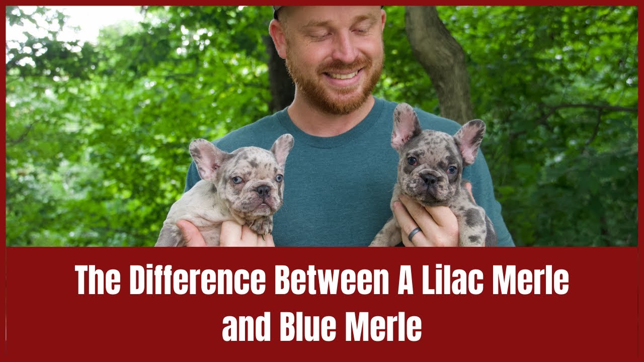 The Difference Between A Lilac Merle and Blue Merle