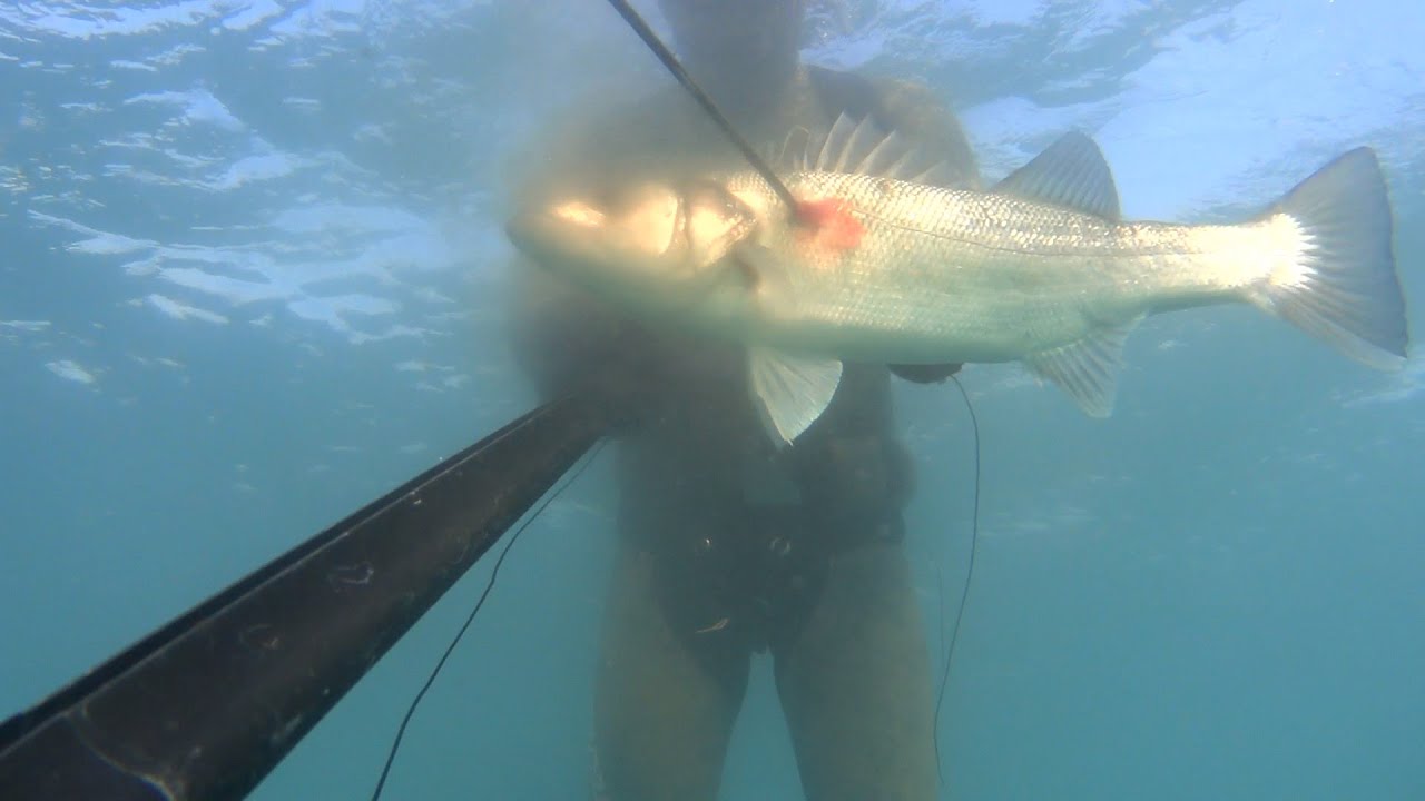 PESCA SUBMARINA CATALUNYA INVIERNO 2022 ( PESCA DE LUBINAS )
