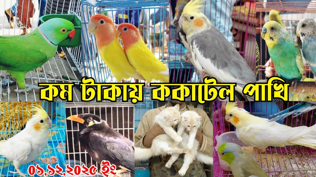 মাত্র ৬০০ টাকা ককাটেল পাখি || Cockatiel bird low price || পাখির দোকান || Bird market in Bangladesh