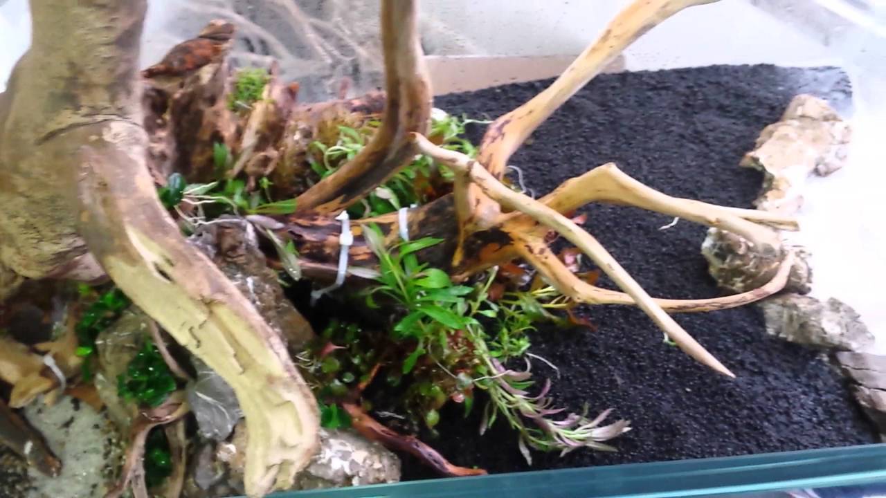 Démonstration Aquascaping - Boutique aquariophilie Aquadesigner