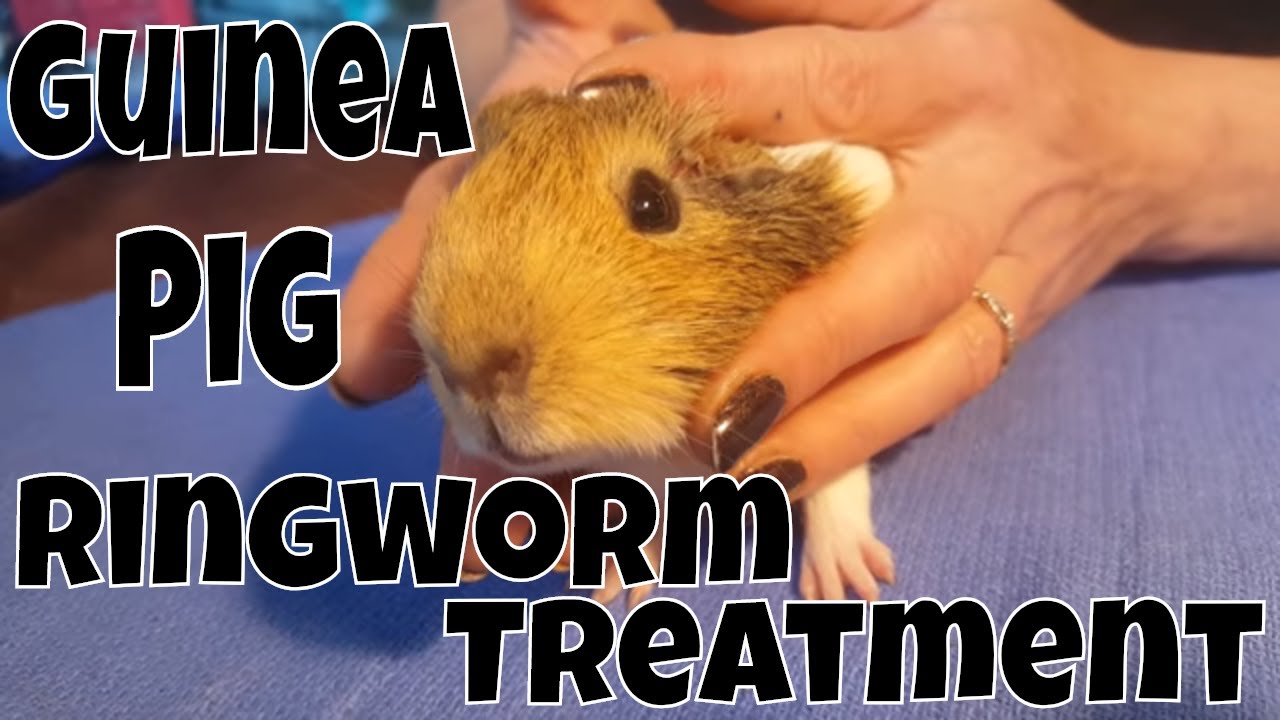 Ringworm is all too Common in Petco / Petsmart Purchased Guinea Pigs