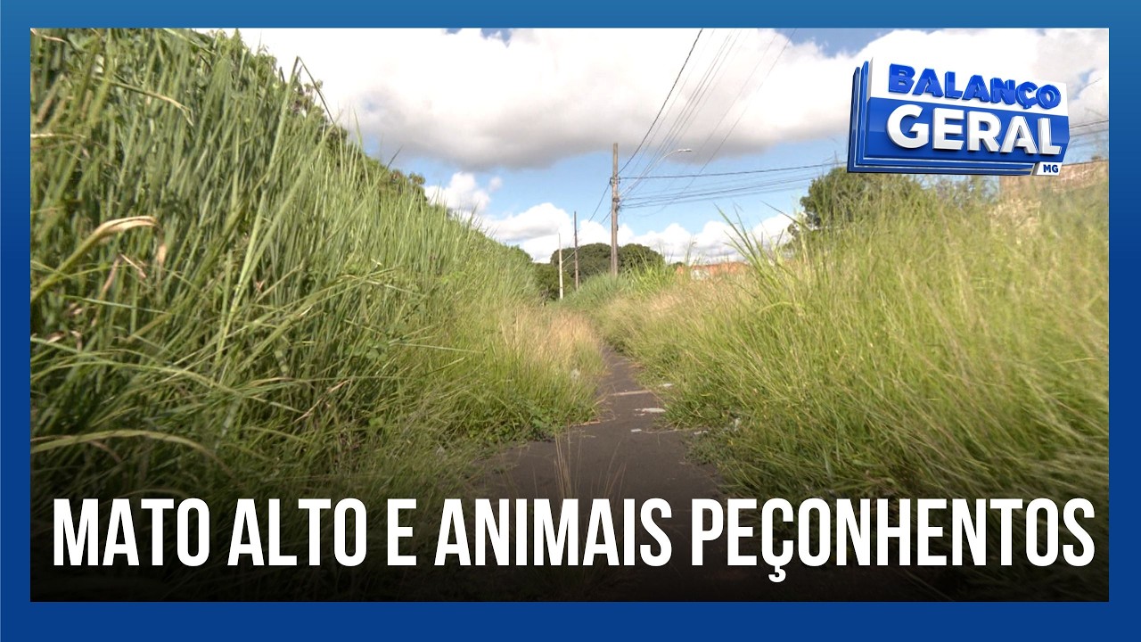 Mato alto e animais peçonhentos: terreno baldio traz dor de cabeça para moradores do bairro Saraiva