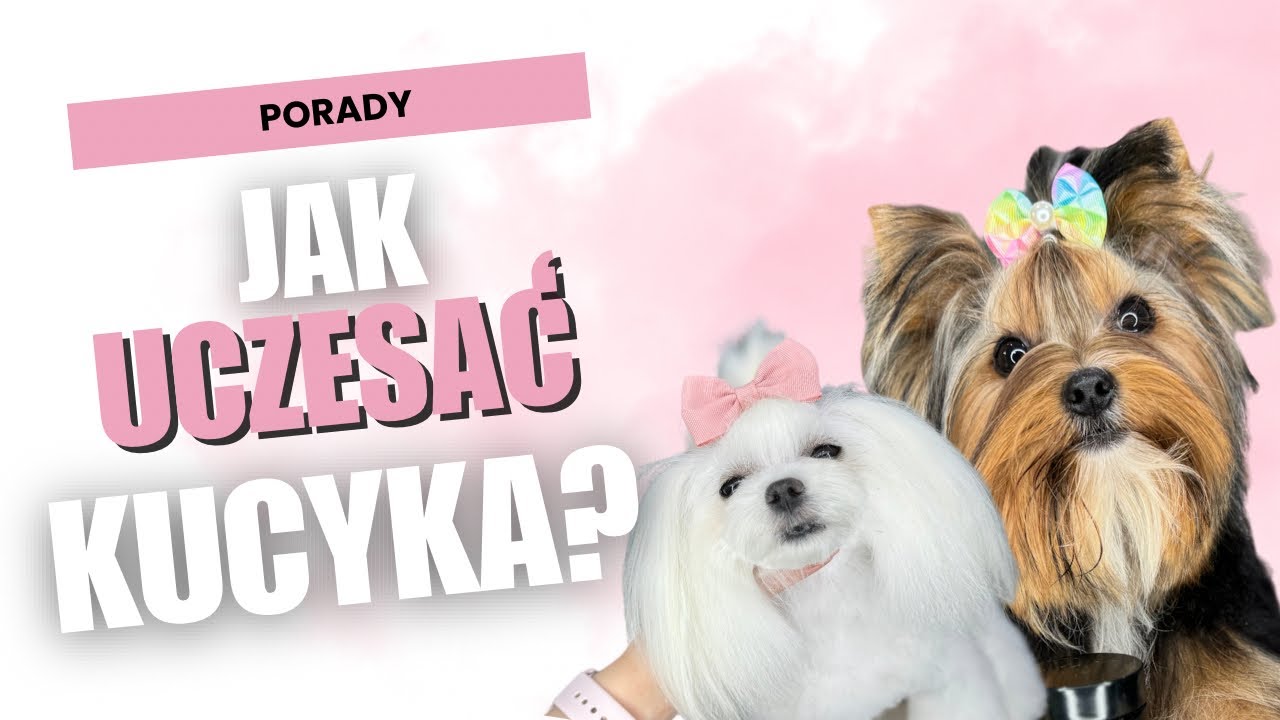 JAK UCZESAĆ PSU KUCYKA?🤔❣️
