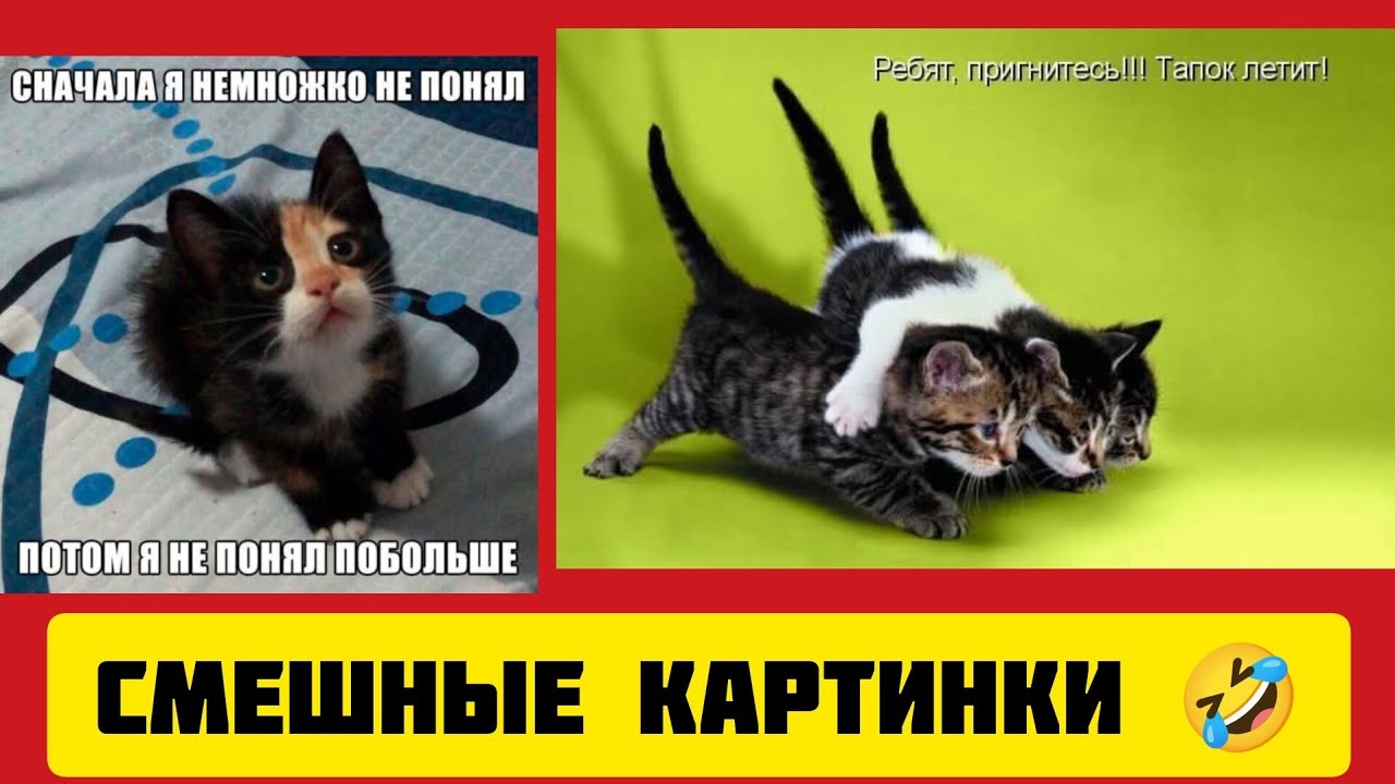 СНАЧАЛА Я НЕМНОЖКО🐱 НЕ ПОНЯЛ,ПОТОМ Я НЕ ПОНЯЛ ПОБОЛЬШЕ😸смешные картинки🤣 и весёлая музыка 
