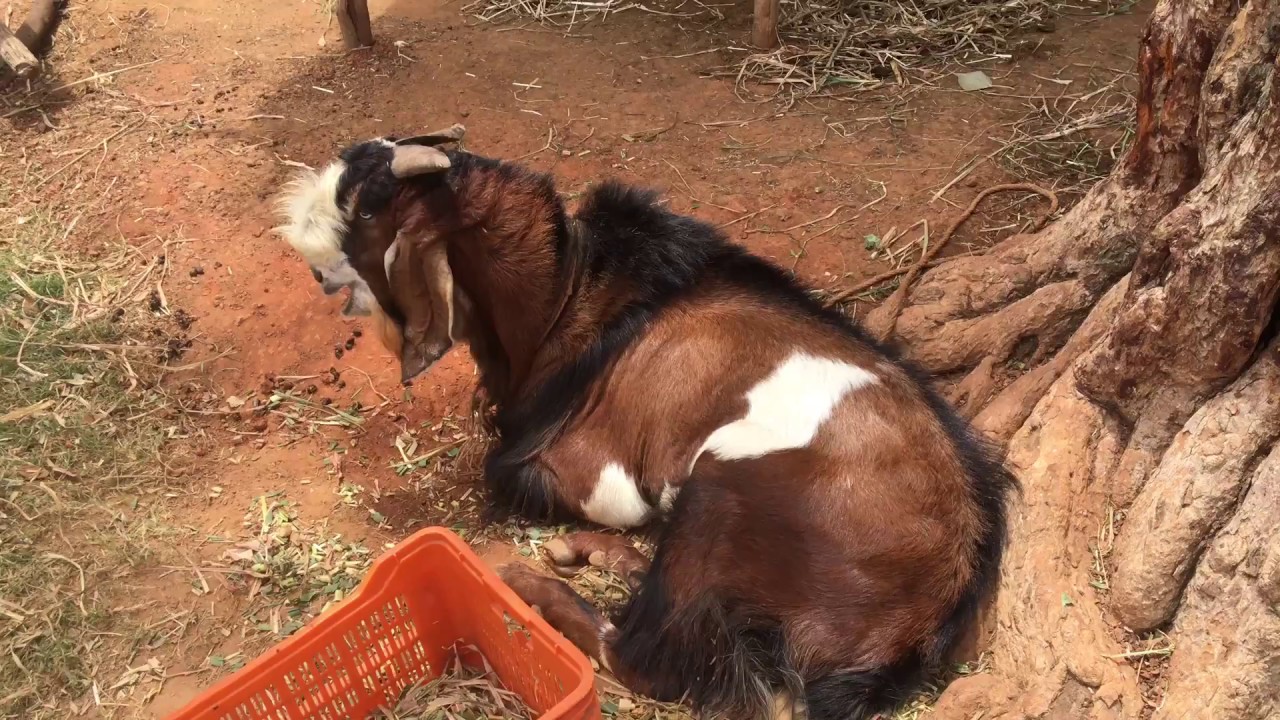 Super special Jamunapari big goat breed